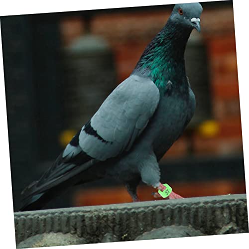 Ipetboom 100 Pçs Tornozeleira De Pombo Anéis De Pé De Aves Bandas De Perna De Codorna Tags De Perna