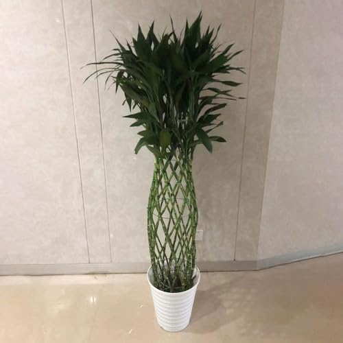 semi di bambù fortunato bonsai albero di ulivo vero palma montagna yucca palma calathea, pianta a piede elefante piante da esterno dell'albero dei soldi da calzolaio pianta banana del 20pcs