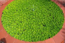 DADFirm duck weeds aquatic floating plant (500+live plants) for feeding and cultivation (B0C2NH7RYR) Amazon Price History, Amazon Price Tracker