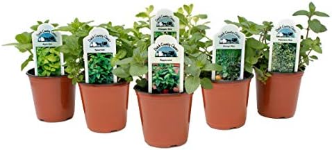 Dutch Country Classics Mint Live Herb Blend