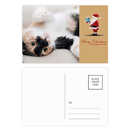 Cartes postales chat à rayures lot de 20 pour correspondance