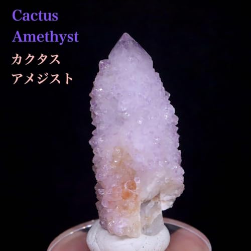 JN^X AWXg NX^ 21g AMT265 z VR 