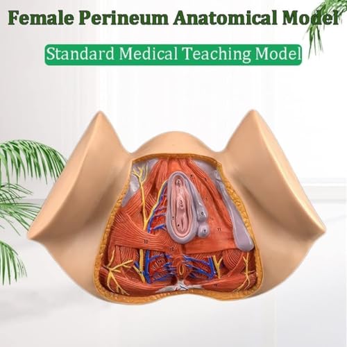 Modèle de reproduction féminin AMITD pour expliquer la rééducation du périnée - 8