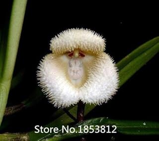 Violeta : Venta! RARA OrquÍDea! 200 Unids Bonsai BalcÓN Flor De Mariposa OrquÍDea OrquÍDea Semillas Cielo Azul JardÍN De DIY EnvÍO Gratis