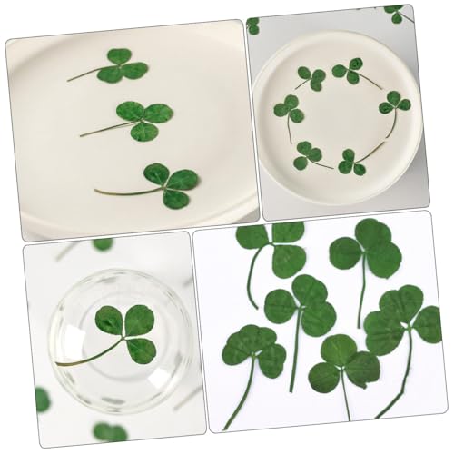 Hojas secas de trébol prensado natural 24 piezas para manualidades miniatura 7