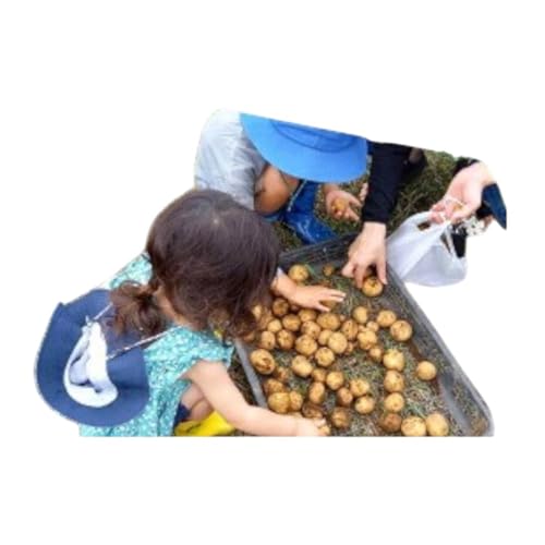 農産物収穫体験(1組5名まで) [ 旬の野菜の収穫体験 食育 農業 野菜 子供 親子 レジャー 観光 農作物 ふるさと納税 柏 ]