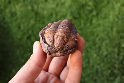 Image of Calymene Trilobite Flexicalymene Trilobite Ordovician Fossil Trilobites A218