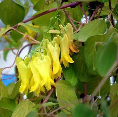 Dicentra scandens 15 Seeds, Yellow Bleeding Heart Vine, Perennial