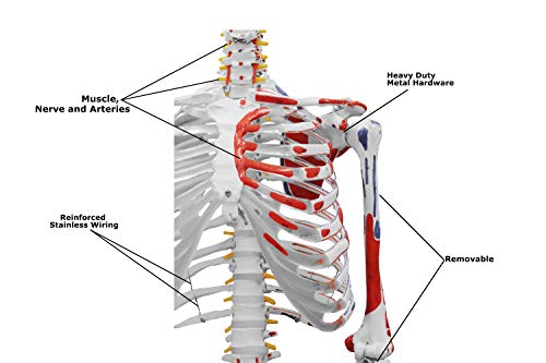 Image of VAS230 Full Size Flexible Human Skeleton with Hand Painted Muscles -67 inch | Flexible Articulated Spinal Column | Mounted On Roller Base with Instruction Manual