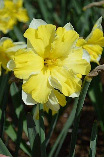 Seedsnpots Daffodil Cassata Pack of 3 Bulbs