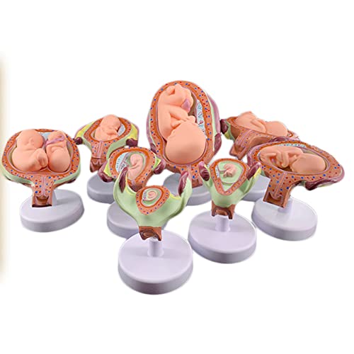 LBYLYH Modelo De Desarrollo Fetal Anatómico Modelo De Desarrollo Fetal Humano Escala 1/2 Bebé Feto/Feto Embarazo Anatomía Ciencia 8 Piezas Desarrollo Embrionario Cover