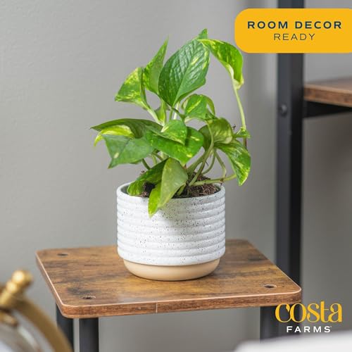 Image of Costa Farms Pothos Live Plants, Devil's Ivy in Plastic Pots, Easy to Maintain, Air Purifying Indoor Houseplants, Home, Room, or Office Decor, House Warming Gift, 8-12 Inches Tall, Pack of 4