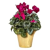 Live Flowering Cyclamen - Purple - Long Lasting Indoor Blooms - Beautiful Deco...