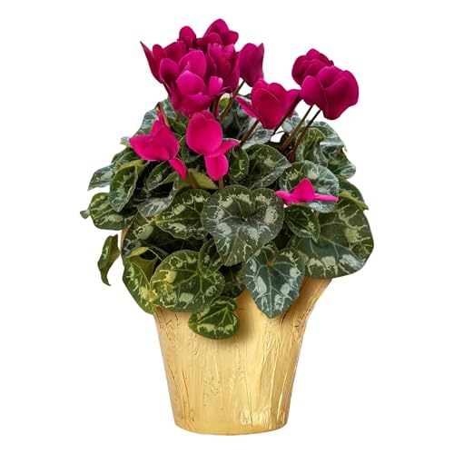 Live Flowering Cyclamen - Purple - Long Lasting Indoor Blooms - Beautiful Deco Cover - 12' Tall by 6' Wide in 1 Qt Pot