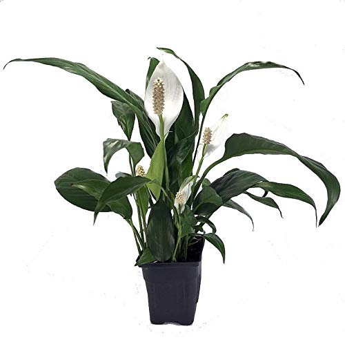 Plants Point Live Plant Chlorophytum Comosum Spider Lily for Home Garden Plant(1 Healthy Live Plant)