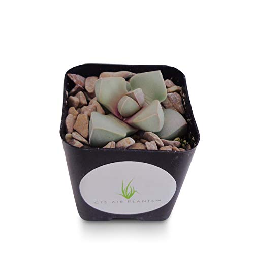 Karoo Split Rock Lapidaria Margaretae Mimicry Succulents