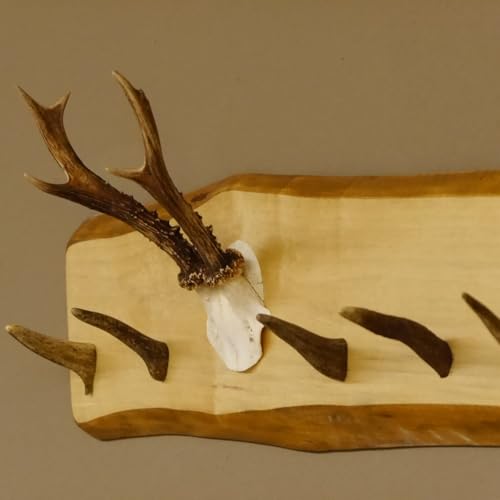 GTK - Geweihe & Trophäen KRUMHOLZ Geweih Garderobe mit 6 Haken aus Hirschspitzen auf Holzbrett Rehgeweih Wandgarderobe Unikat 27.8.99
