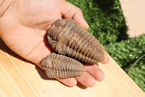 Image of 2PCS Calymene Trilobites Flexicalymene Ordovician Fossil Trilobites A8