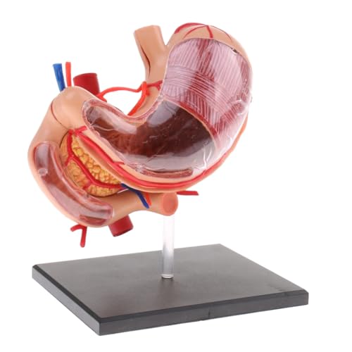 Modèle d'anatomie estomac pancréas en haute précision pour science médicale