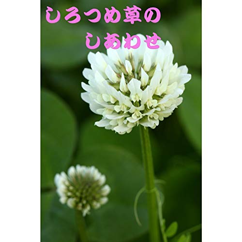 しろつめ草のしあわせのサムネイル
