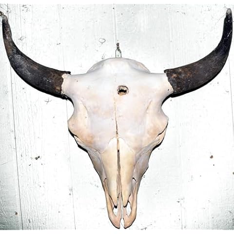 Real Bone American Bison (Buffalo) Skull - Grade B Cover