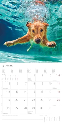 Alpha Edition - Funny Dogs 2025 Broschürenkalender, 30x30cm, Wandkalender mit Platz für Notizen und Termine, lustige Hunde-Motive, Monatsübersicht und Ferientermine DE/AT/CH