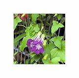 Seeds & Plants Shop by Ipsa