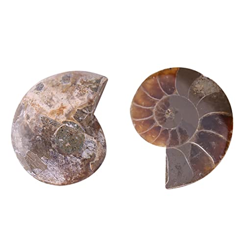 V VERVOX Ammonite Fossil Pair in Bamboo Gift Box Ammonite Fossil Specimen Madagascar