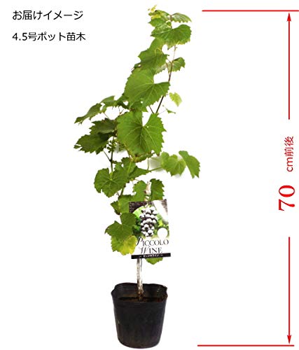 Amazon.co.jp: 小型山ぶどう ピッコロワイン 4.5号ポット 苗木