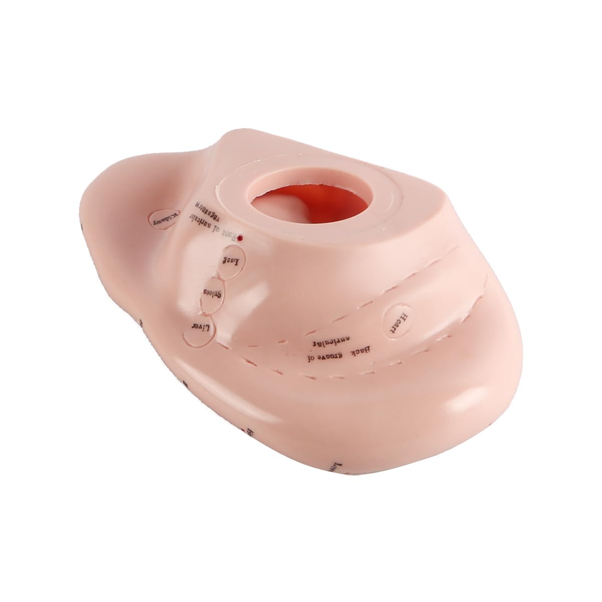 Modello punti di agopuntura dell'orecchio in PVC morbido 17 cm