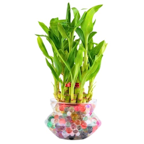 Nurturing Green® 2-Layer Lucky Bamboo Plant in Glass Pot (4 Inch) | Indoor Plants for Living Room, Office Desk, and Home Décor
