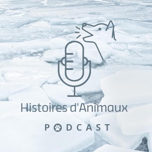 Ce chien parcourt 240 kilom&egrave;tres sur une mer gel&eacute;e de l&rsquo;Alaska avant de retrouver sa famille !