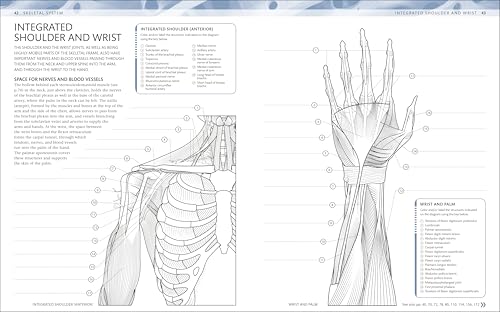 The Human Body Coloring Book: The Ultimate Anatomy Study Guide, Second Edition (DK Human Body Guides) - Image 2