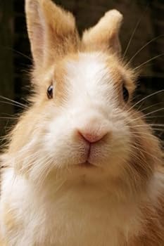 Bunny Journal : Bunny Notebook (Log Book, Journal, Composition Book, Creative Writing, Poetry, School) (6 X 9 Medium, Ruled)