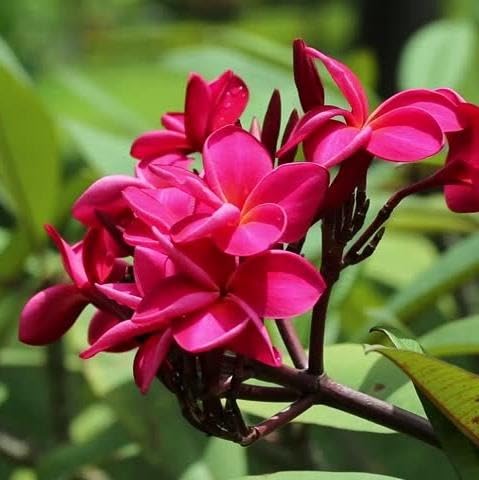 Image of Live Red Champa Plumeria Rubra Live Flowering Plant with Pot | Frangipani Plant Live | Lal Champa Ornamental Tree for Home Garden Balcony Terrace Outdoor