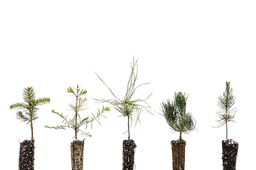 Bonsai Tree Bundle | Collection of 5 Live Tree Seedlings | The Jonsteen Company