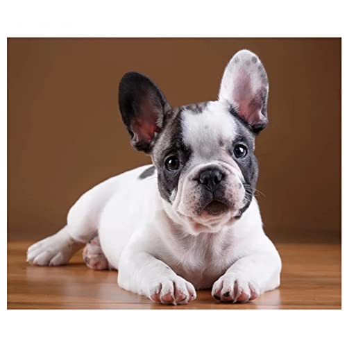 5D Fai da Te Pittura Diamante Pieno di Numero Kit,Cuccioli di Bulldog francese Diamond painting completo DIY pittura a Mosaico,Strass Ricamo a Punto Croce,for Home Wall Decor 25x30cm/10x12inch Round