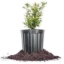 Russian Pomegranate in a 1 Gal. Growers Pot | Cold Hardy Drought Tolerant | Yields Large Delicious Fruit | Real Dwarf Fruiting Tree