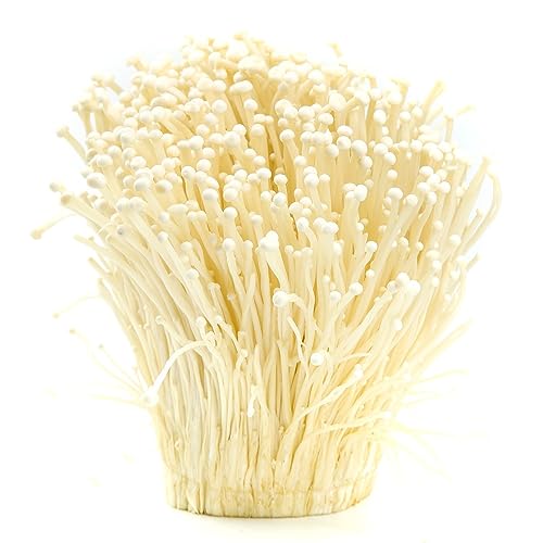Enoki Pilz Samen Zum Selber Züchten - 500 Samen Für Wintergemüse Und Balkon-Pilze