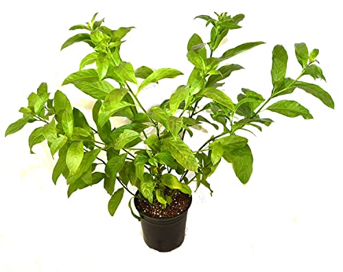 DECOALIVE Arbusto Natural Galán Cestrum Nocturnum Dama de Noche