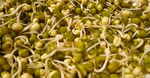 もやしのめ 三宝 根切りもやし 250g（三宝化学工業）の口コミ・レビュー