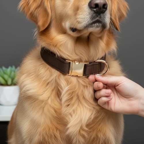 Elegantes Hundehalsband aus Samt mit Goldener Metallschnalle – Hochwertig, bequem & verstellbar – Edles Design in Mehreren Farben & Größen (23–60 cm) (Hellbraun, L = Umfang 36-60cm)