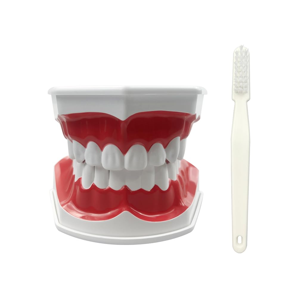 Youya Modèle de dents 2 fois de grandes tailles, modèle d'enseignement dentaire avec brosse à dents et langue pour enfants