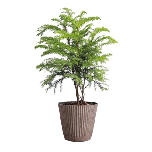 Thorsens Greenhouse Live Norfolk Island Pine Plant Christmas Greenery Gift or Decor Air Purifying Premium Indoor Houseplant Mature 4 Diameter Pot (Coffee 4-inch Pot)