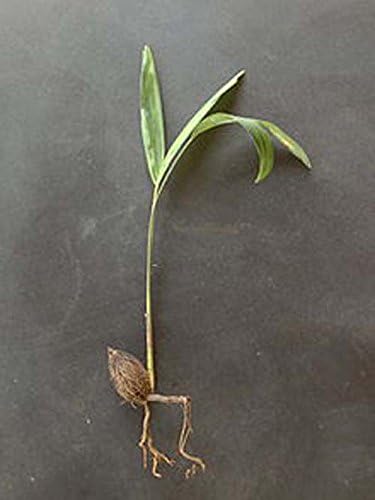 Wodyetia bifurcata FOXTAIL PALM Fast Growing ~THREE LIVE SEEDLINGS~