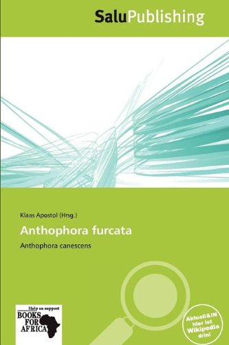 Anthophora furcata: Anthophora canescens