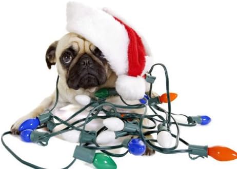 Pug Lights Holiday Card