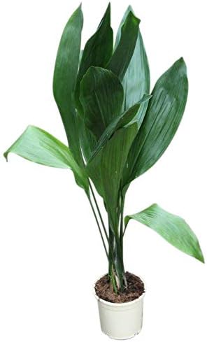 Indoor Plant -House or Office Plant - Aspidistra elatior - Cast Iron Plant- Large Plant 75cm Tall
