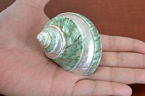 JumpingLight Green Banded Pearl Turbo Shell Hermit Crab 2 1/2" - 3" #7068 Beach Wedding Nautical Decor Crafts - Beach Nautical