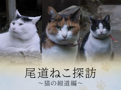 尾道ねこ探訪 尾道ねこ探訪